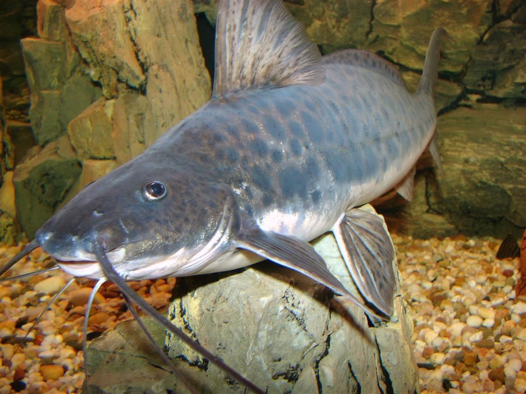  p>大鳍鳠(学名: i>hemibagrus macropterus /i>)是鲿科,鳠属鱼类.