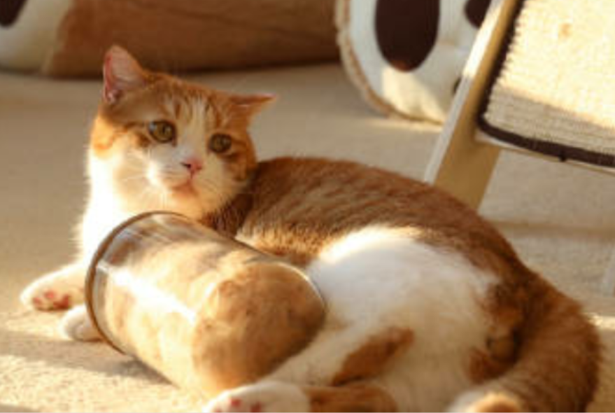 花花与三猫catlive