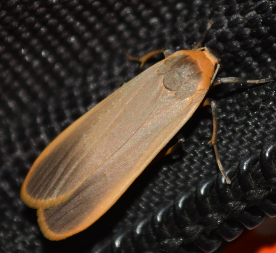  p>苔蛾亚科, i>lithosiinae  /i>, a target="_blank" href="/item