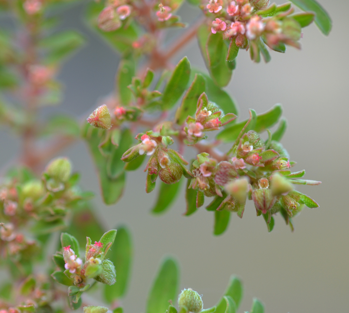  p>斑地锦草(学名: i>euphorbia maculata /i> l.