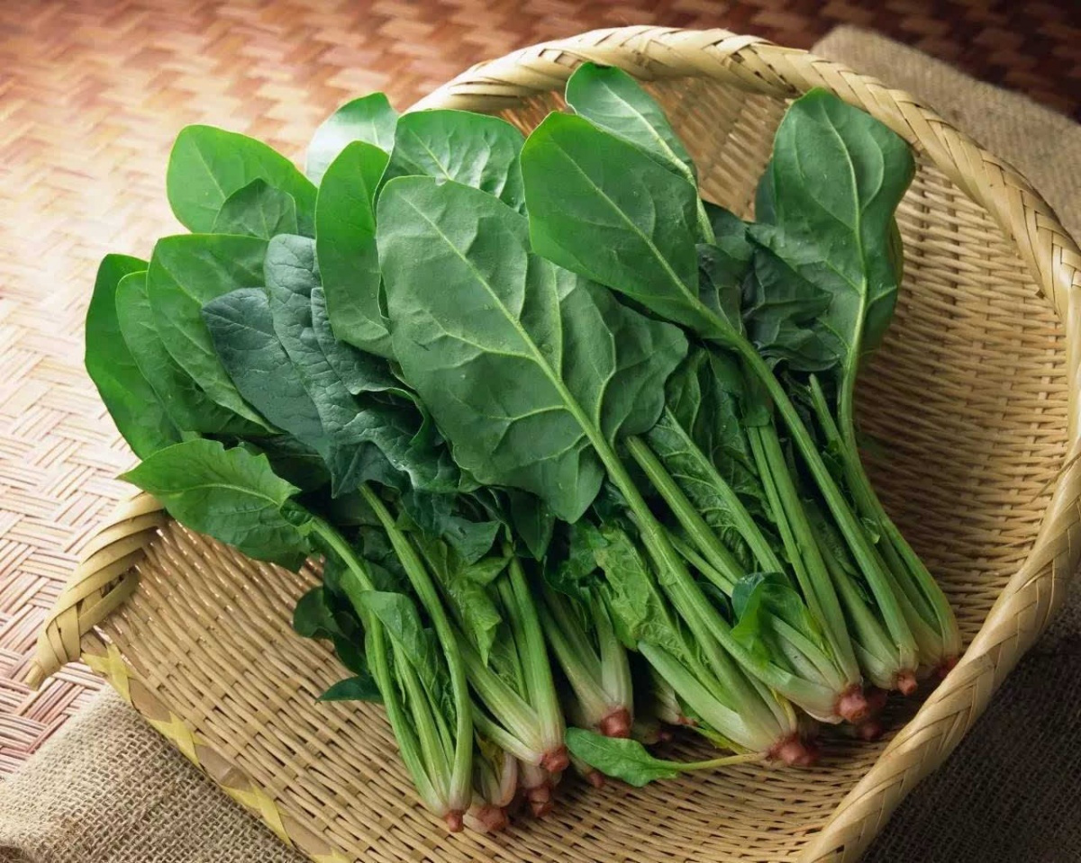 data-lemmaid="575262">菠菜 /a>是广州农家品种,分属菠菜属,播种期为