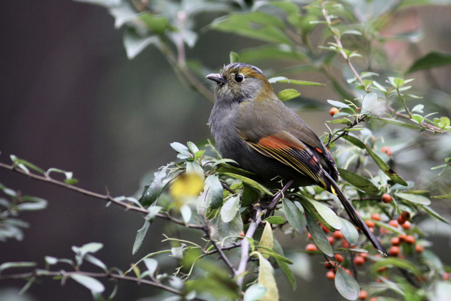  p>灰胸薮鹛(学名: i>liocichla omeiensis /i>)是噪眉科,薮鹛属小型