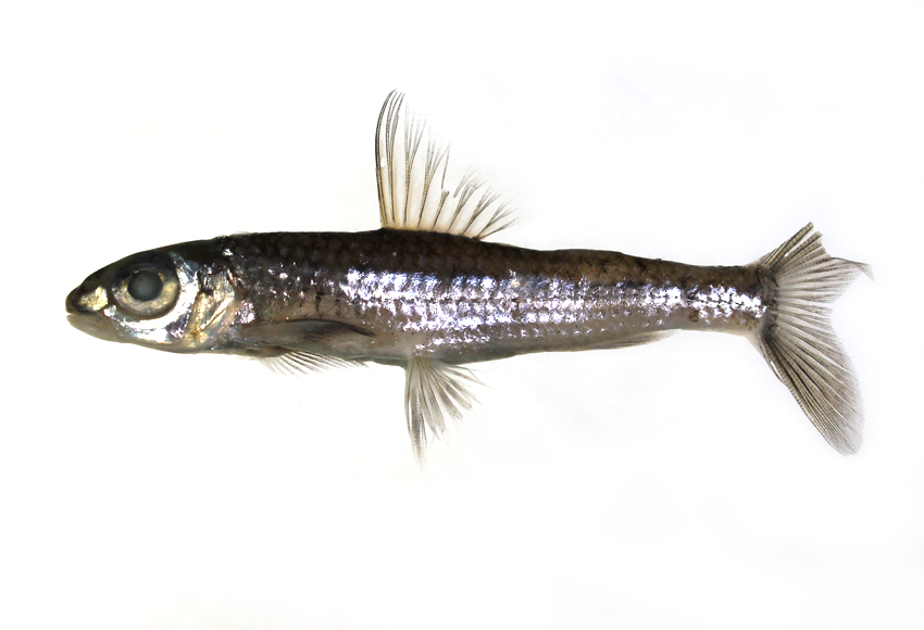  p>银鮈(学名: i>squalidus argentatus /i>)是鲤科,银鮈属小型鱼类.