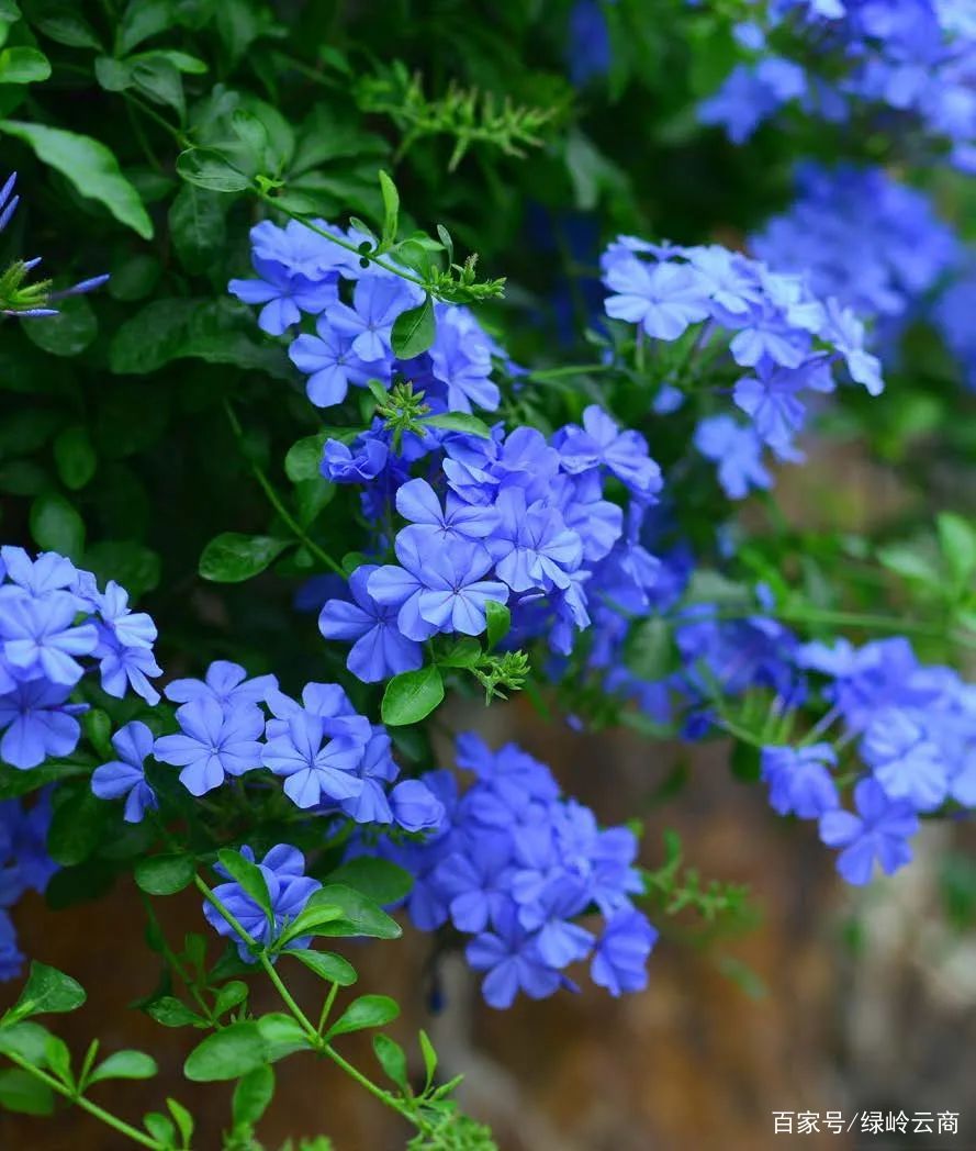 这6种“瀑布型”花卉，快来康康吧_百科TA说