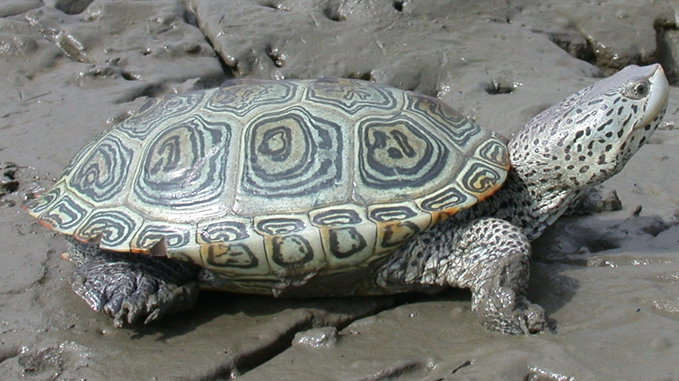  p>钻纹龟(学名: i>malaclemys terrapin /i>)是龟科,钻纹龟属动物.