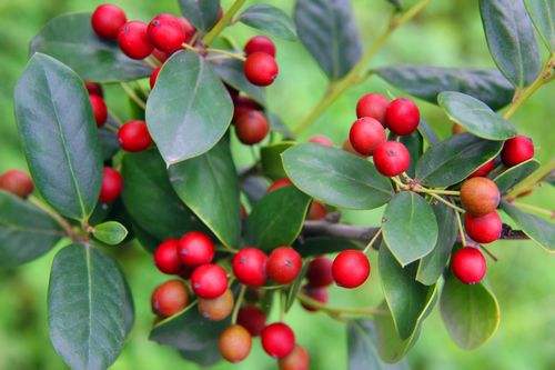 枸骨树(枸骨树的养殖方法和注意事项)