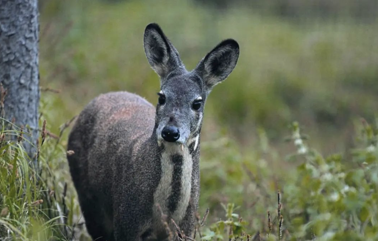 48ehmx">马麝(学名: i>moschus chrysogaster /i>),是麝科,麝属的动物