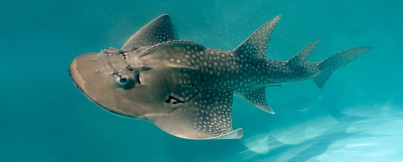  p>圆犁头鳐(学名: i>rhina ancylostoma) /i>是圆犁头鳐科,圆犁头鳐