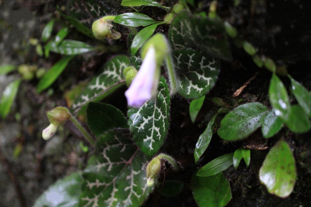 大苞短毛唇柱苣苔