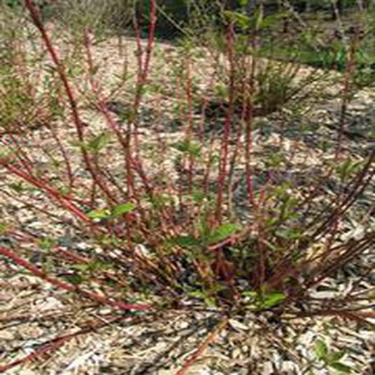 Cornus sericea 'Farrow' ARCTIC FIRE_百度百科