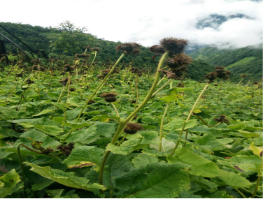 云木香的起源发展故事及在佛教和道教中的用途和代表意义 百科ta说