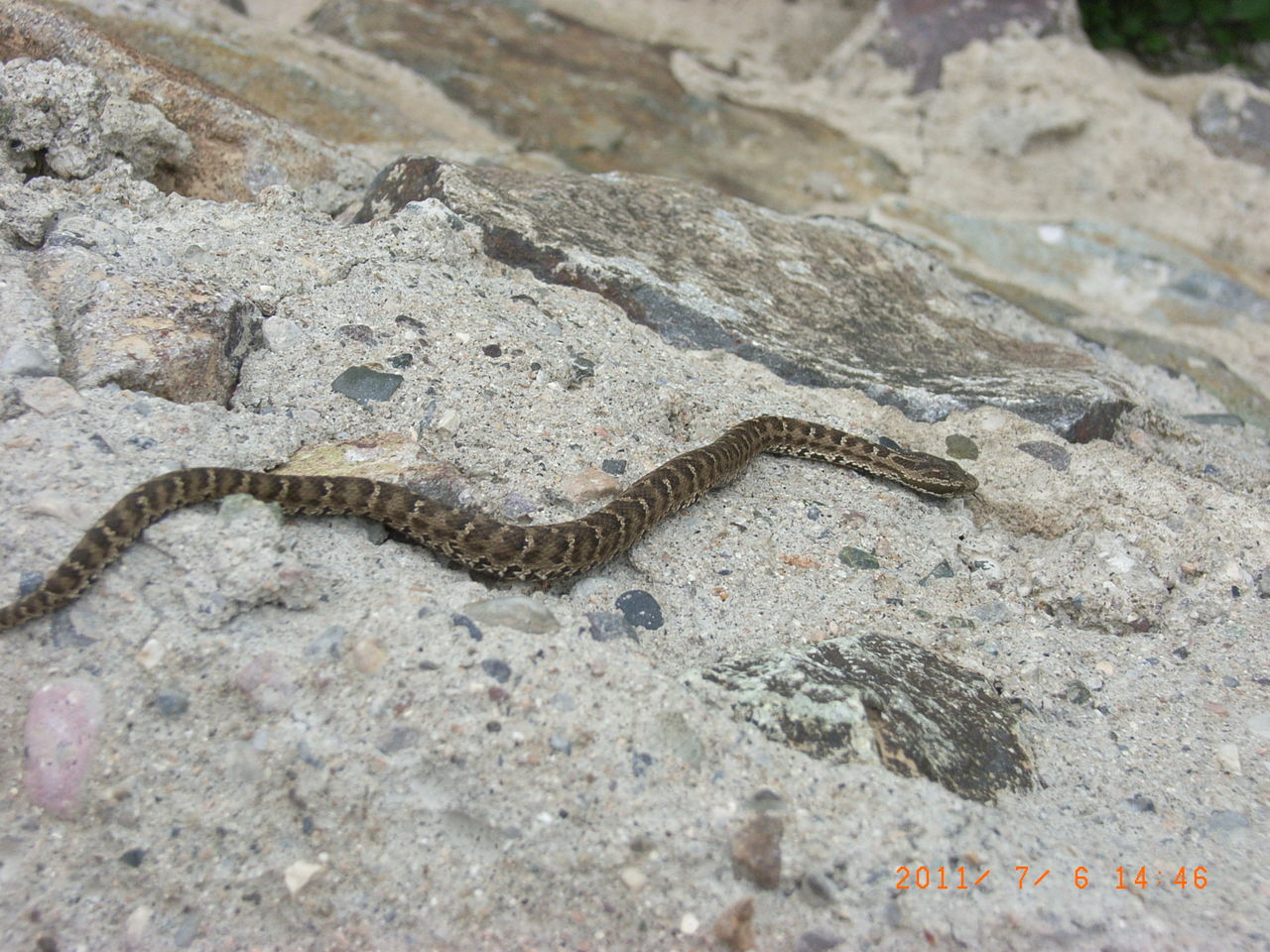 分布于亚洲中部俄罗斯,蒙古以及中国大陆的山西,内蒙古,陕西,甘肃