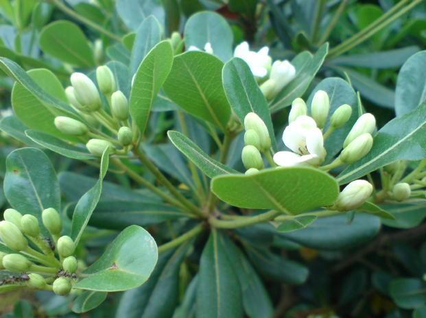  p>贵州海桐(学名:pittosporum kweichowense gowda)是海桐花科海桐花