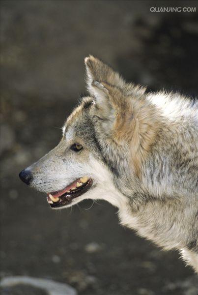 canis lupus baileyi