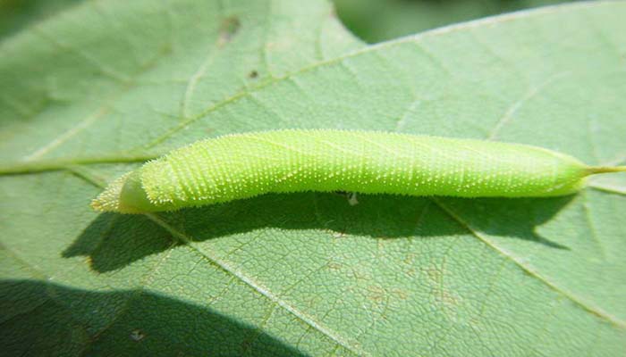  p>豆天蛾( i>clanis bilineata tingtauica /i> mell,1922)是天蛾科