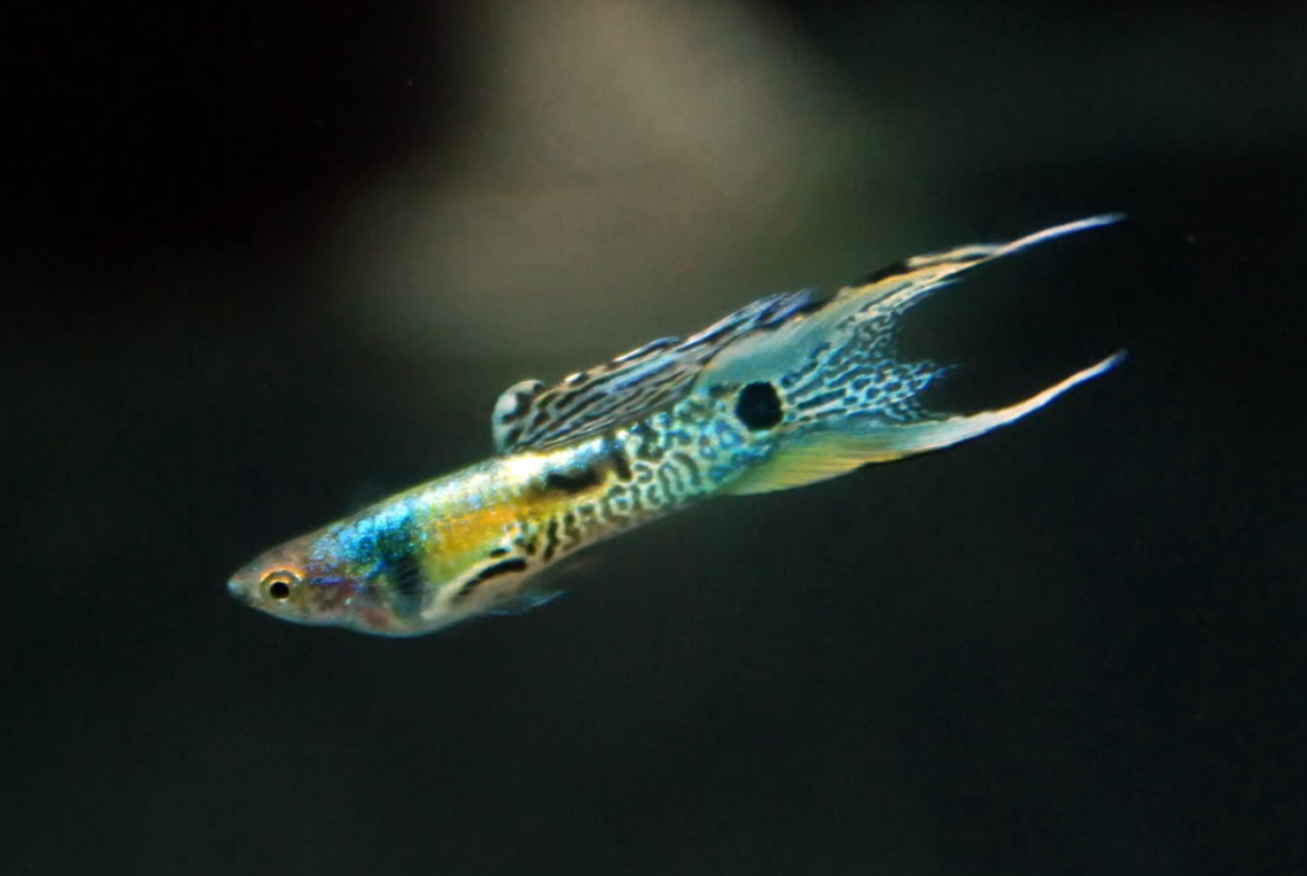 白金孔雀鱼