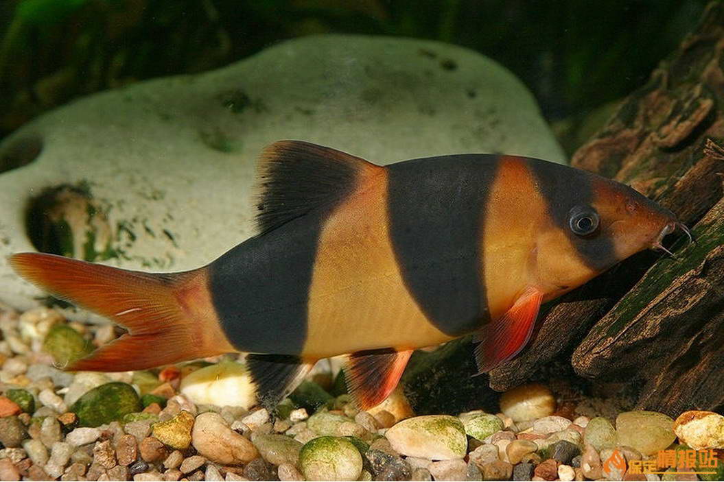  p>三间鼠鱼,分布于东部,西部,品种丰富.