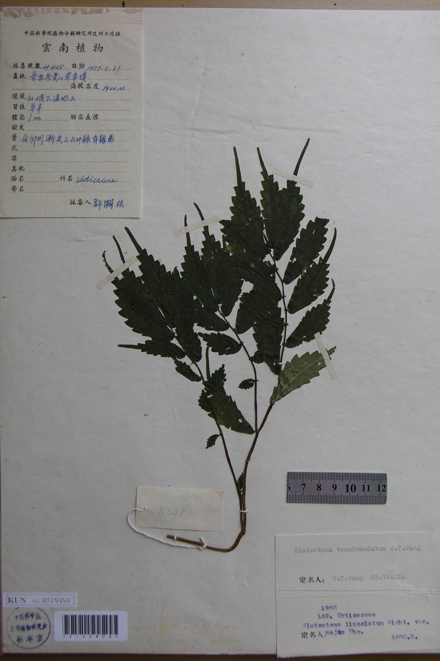 茎肉质,下部常匍匐,高25-70厘米,常分枝,上部有短柔毛.生长
