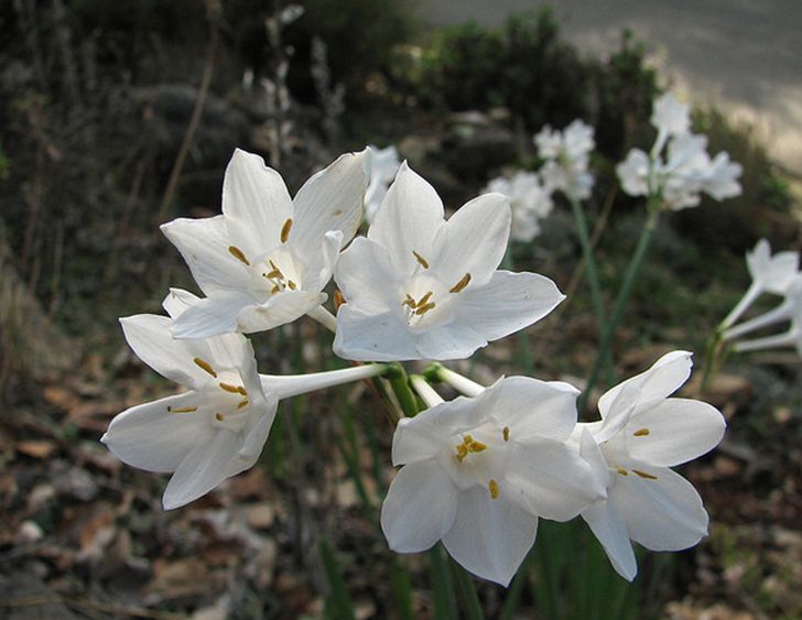 narcissus broussonetii lag.