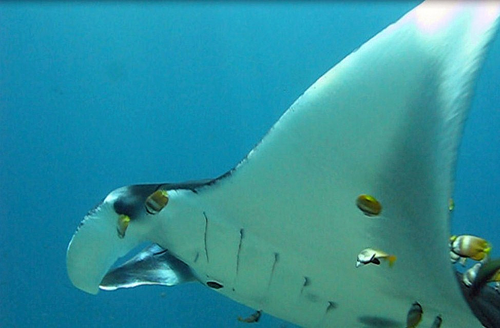  p>双吻前口蝠鲼,学名: i>manta birostris  /i>(walbaum,1792), a