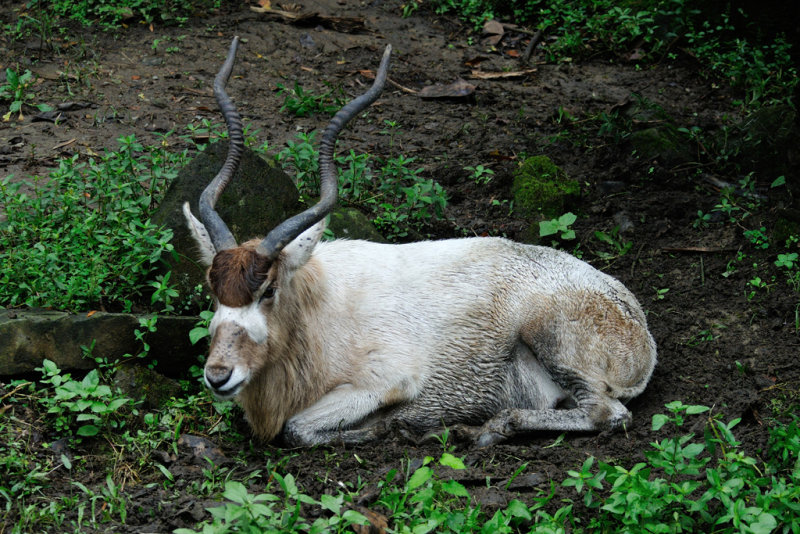沙漠中的羚羊,蹄呈扇