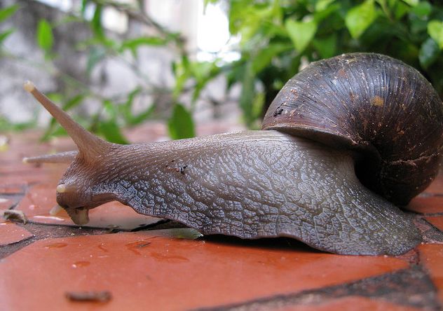  p>非洲大蜗牛(学名: i>achatina fulica /i>):是中大型的陆栖 a