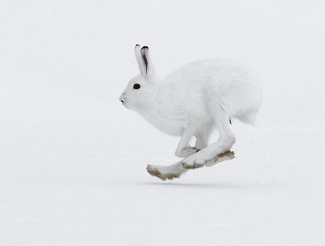雪兔是兔形目兔科兔属哺乳动物