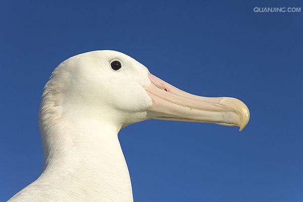 wandering albatross