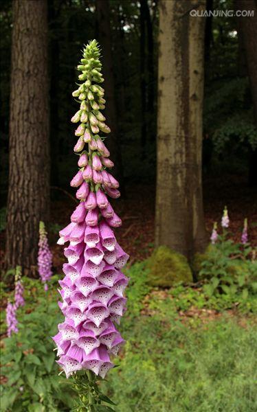  p>毛地黄(学名: i>digitalis purpurea  /i>l)是玄参科 a target="