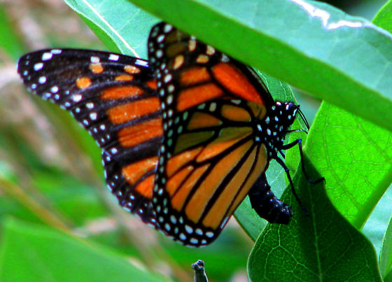  p>黑脉金斑蝶(学名: i>danaus plexippus /i>):翅阔8.6-12.4厘米.