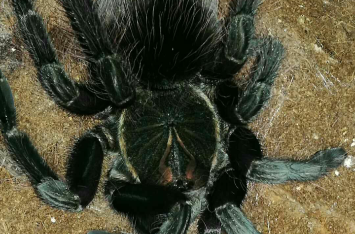 美洲钢铁蓝蜘蛛