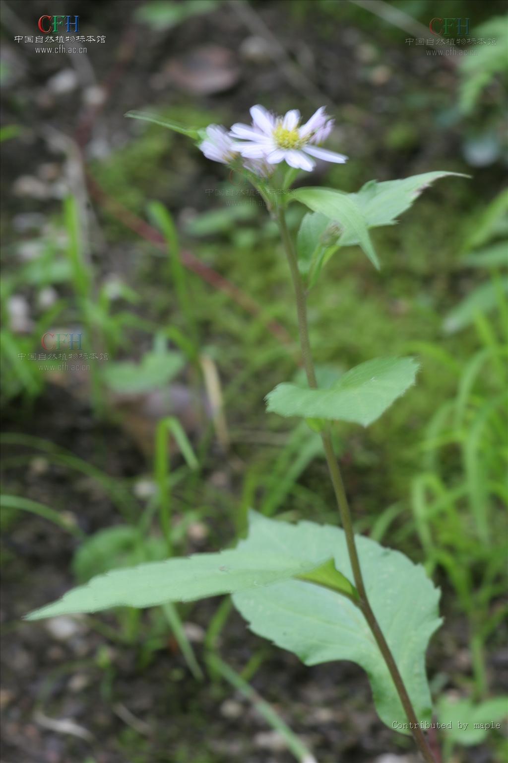  p>多年生 a href="#">草本 /a>,根状茎长.