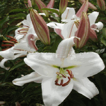  p>赞比西是来源于荷兰地区的一种百合科植物. /p>