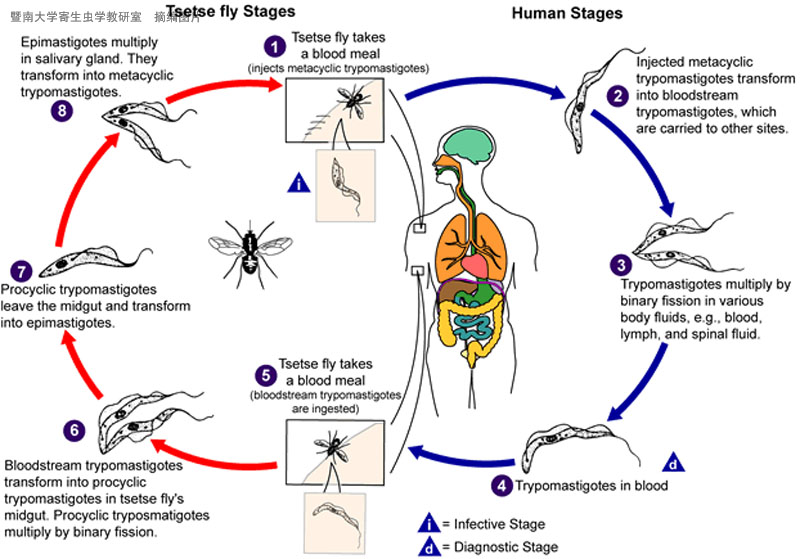 锥虫属的一种原生生物,又译枯氏锥虫,属人体粪源性锥虫,是克氏锥虫病