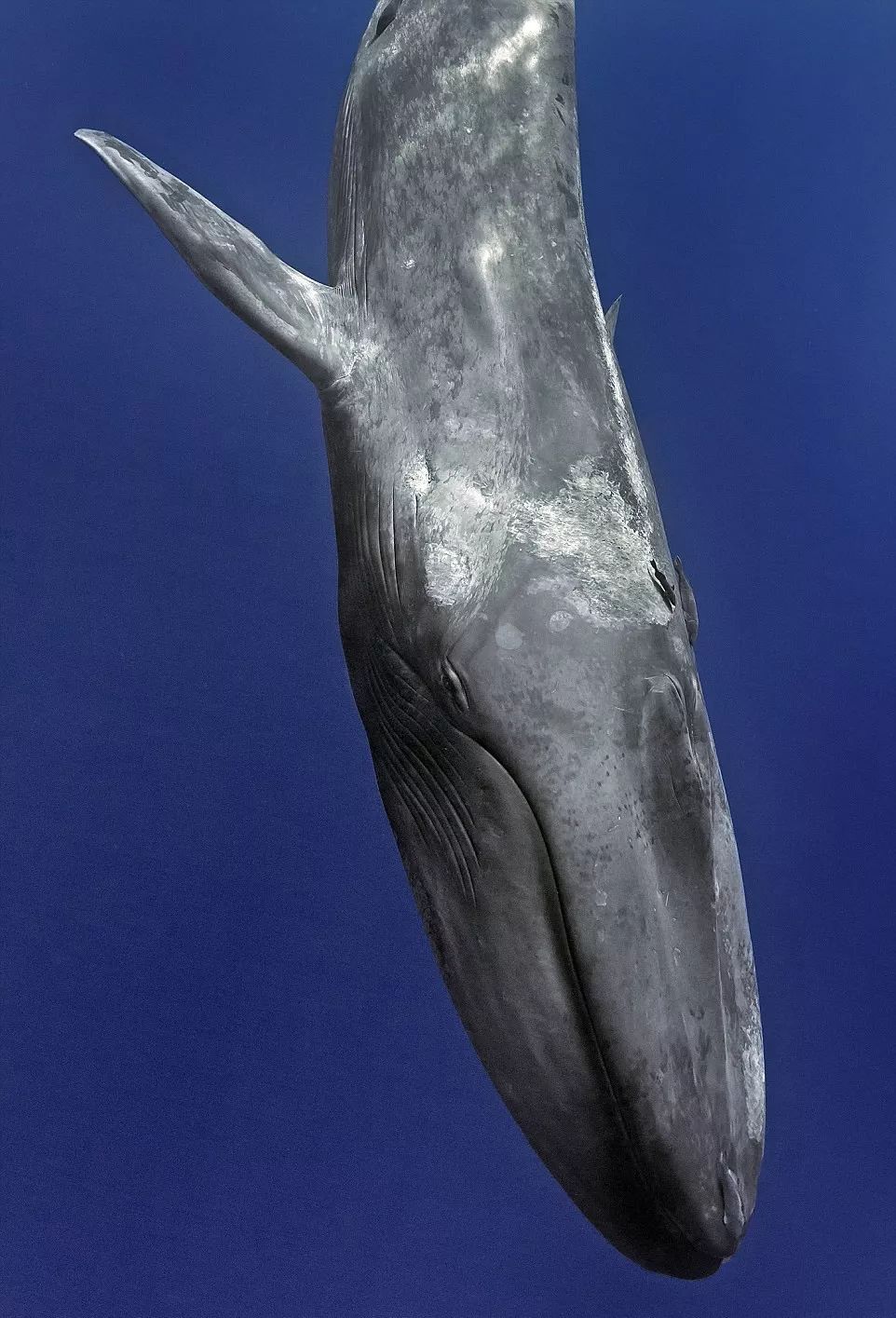 世界上最大的孤独——一头名叫52赫兹的鲸_百科TA说