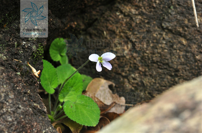  p>柔毛堇菜(学名:viola principis)是堇菜科堇菜属的多年生草本植物.