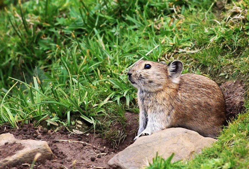 西藏鼠兔