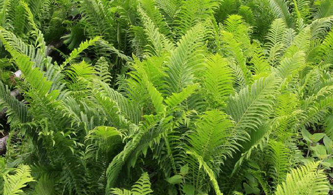  p>荚果蕨属(学名:matteuccia todaro)是蕨科的一个属.