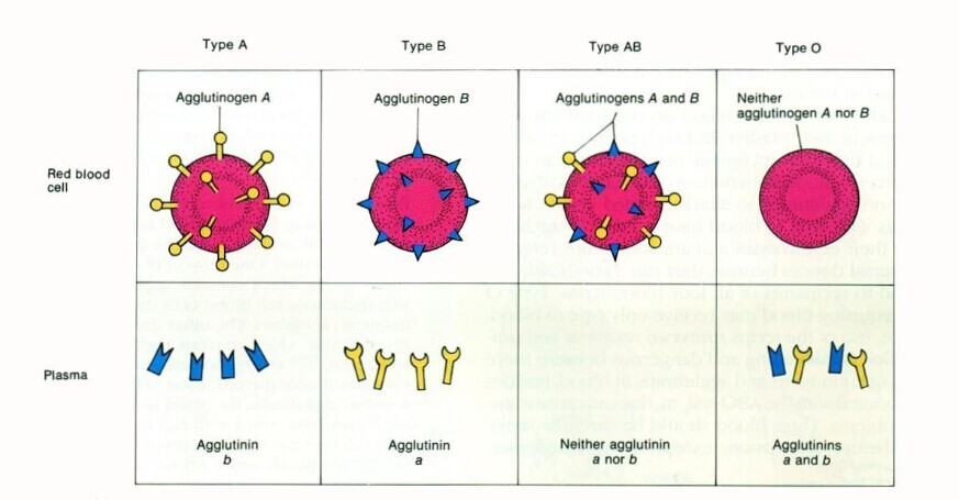  p>d缺失型血,这是一种连从事血液工作的人都不常听说的 a href="#"