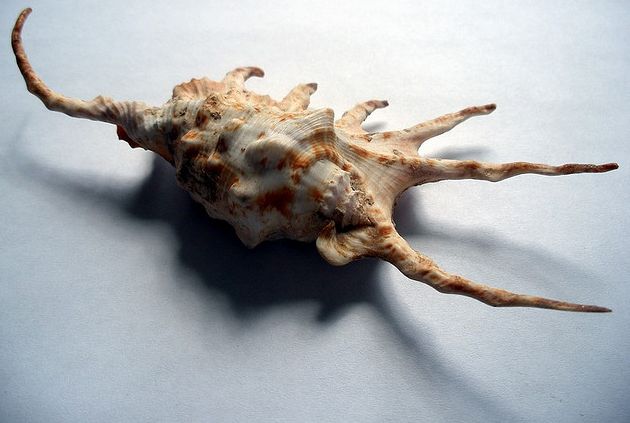 millepes scorpius scorpius