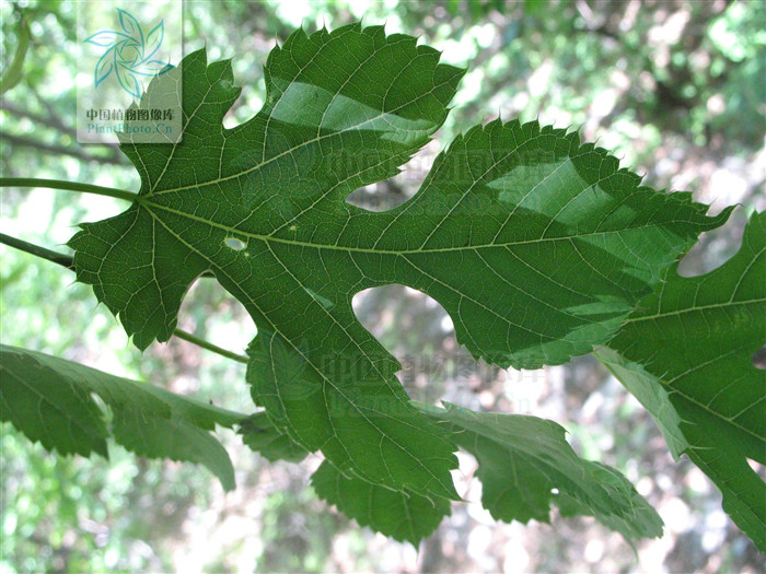  p>蒙桑(学名: i>morus mongolica /i> (bur.) schneid.