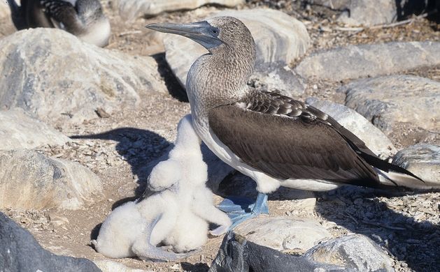 blue-footed booby