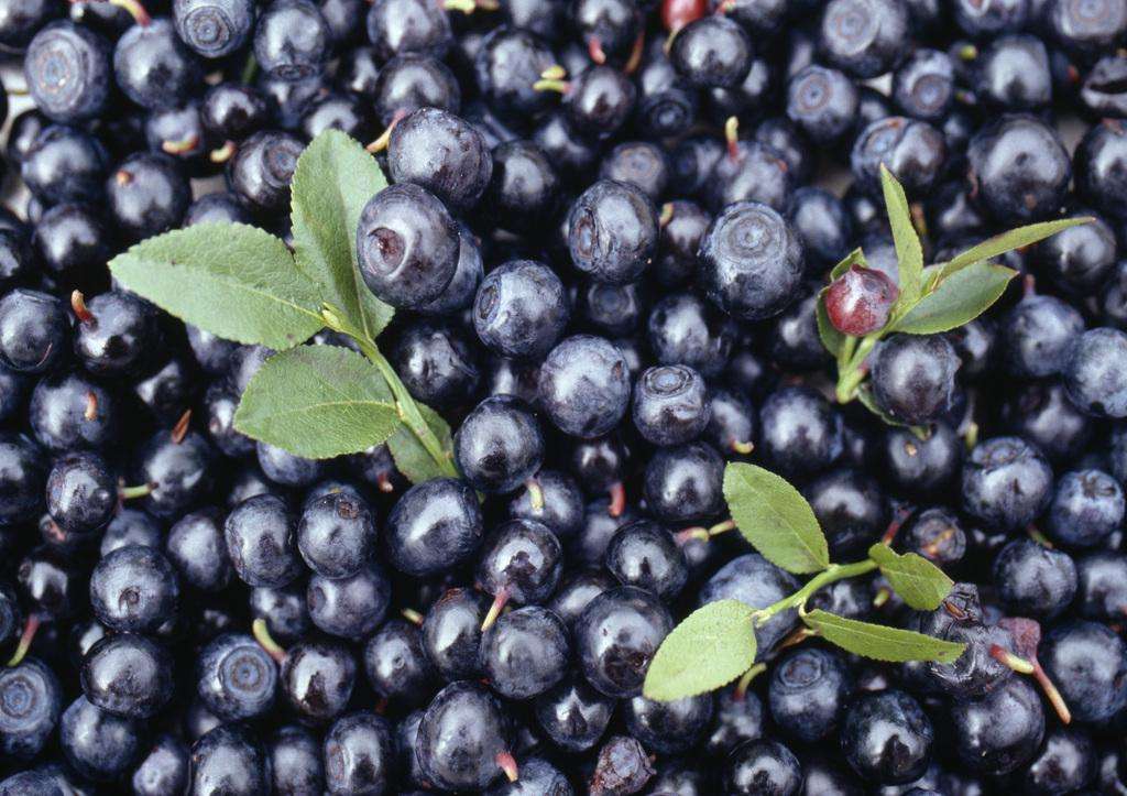 " data-lemmaid="1316665">杜鹃花科 /a>,越橘属的一种常绿灌木植物