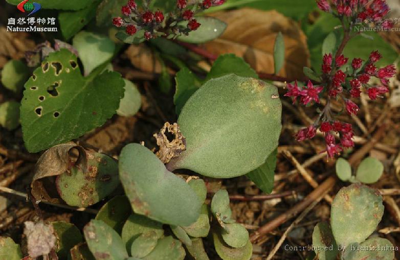  p>圆叶八宝(学名:hylotelephium ewersii (ledeb.) h.