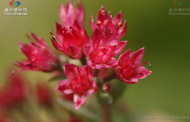  p>圆叶八宝(学名:hylotelephium ewersii (ledeb.) h.