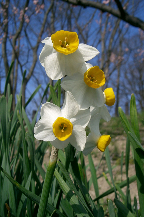  p>多花水仙(学名: i>narcissus tazetta /i> l.