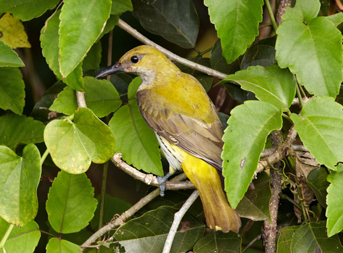 eurasian golden-oriole