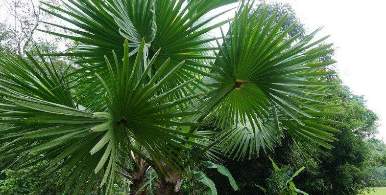  p>贝叶棕(学名: i>corypha umbraculifera /i> l.