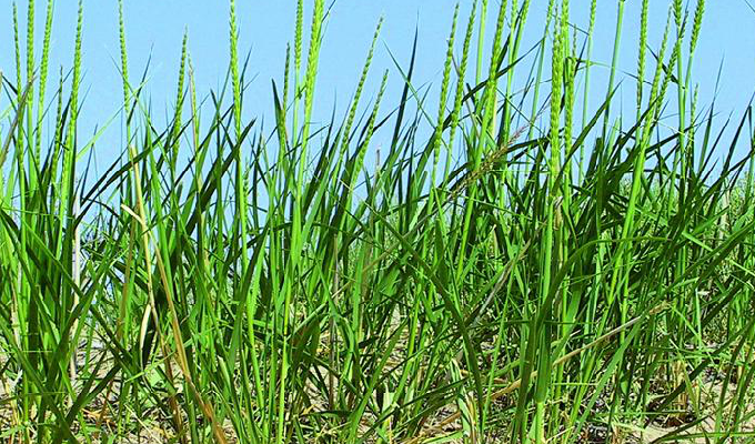  p>赖草属是被子植物门小麦族下的一个属,约30余种,分布于北半球温寒