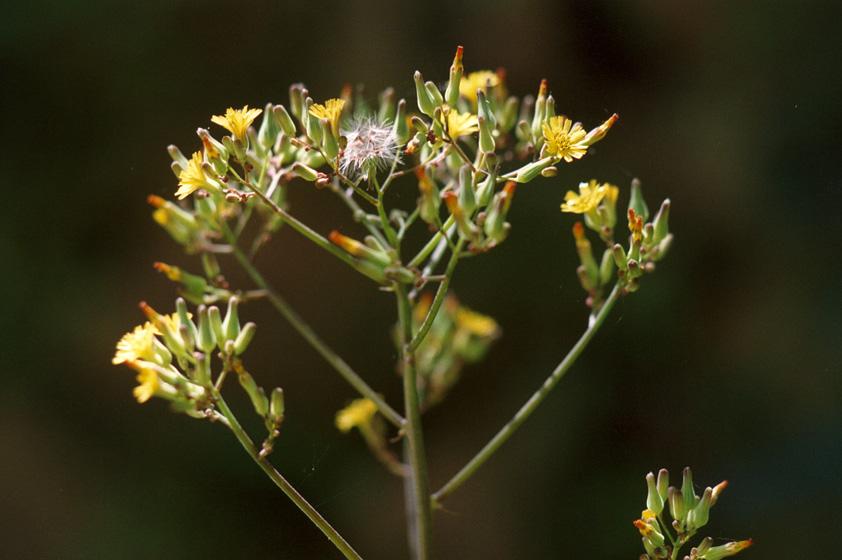  p>异叶黄鹌菜(学名: i>youngia heterophylla /i>)是黄鹌菜属植物,根